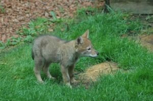 Wildlife Control Whitby