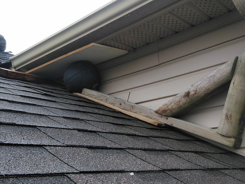 Wildlife Control Rexdale