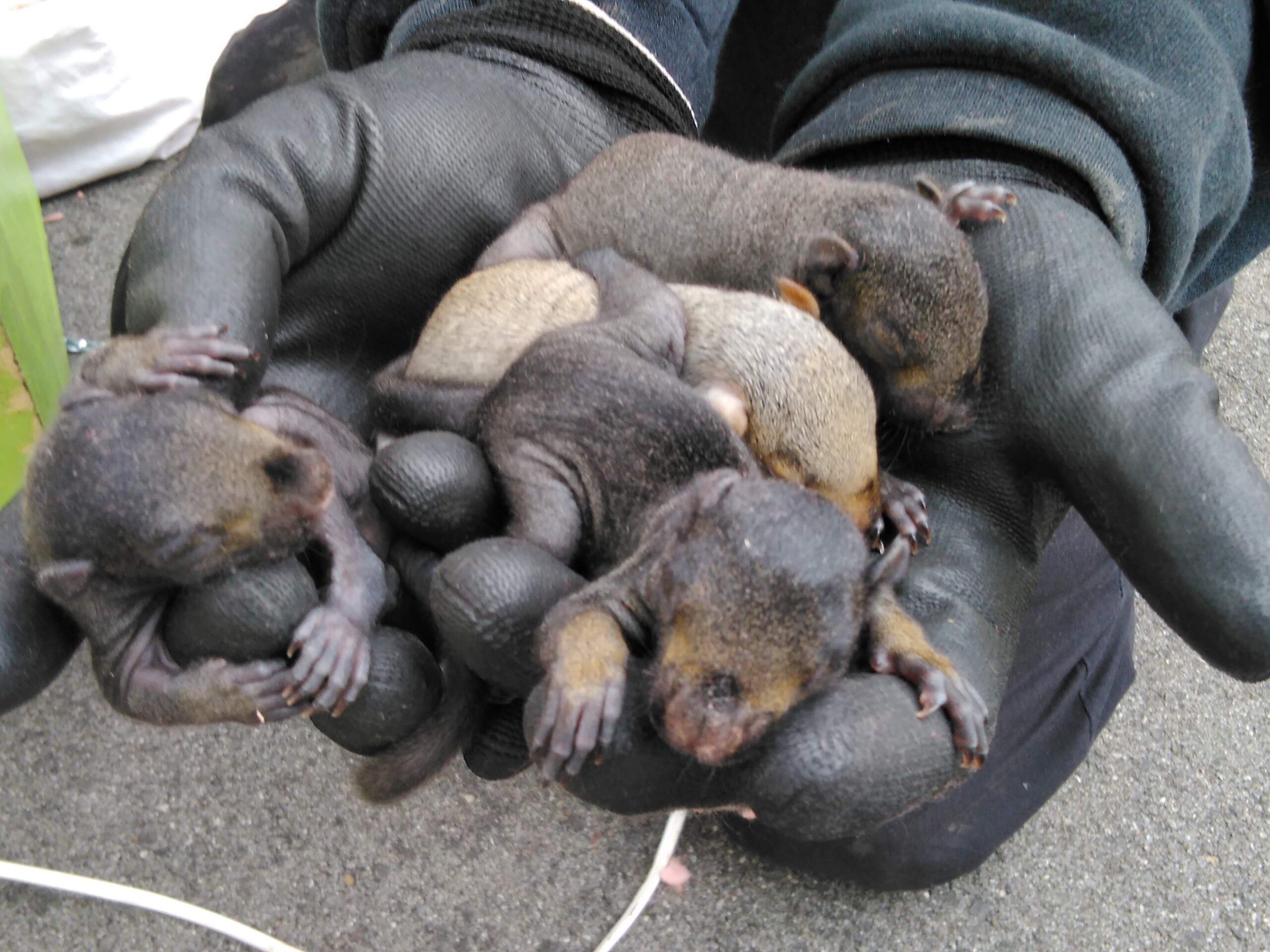 gray squirrel breeding