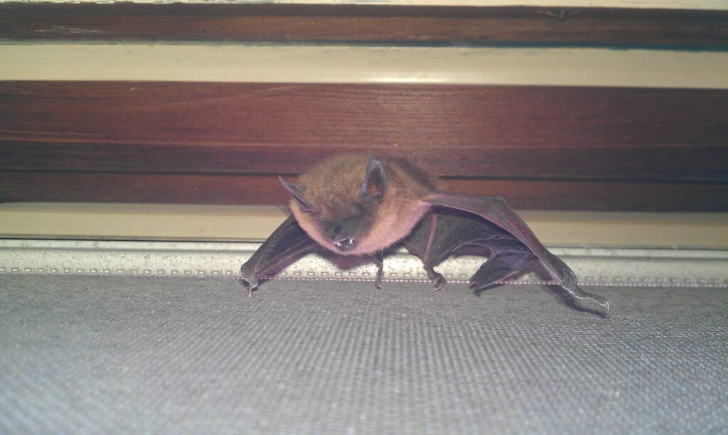 Bat Flies into Your Home What to Do