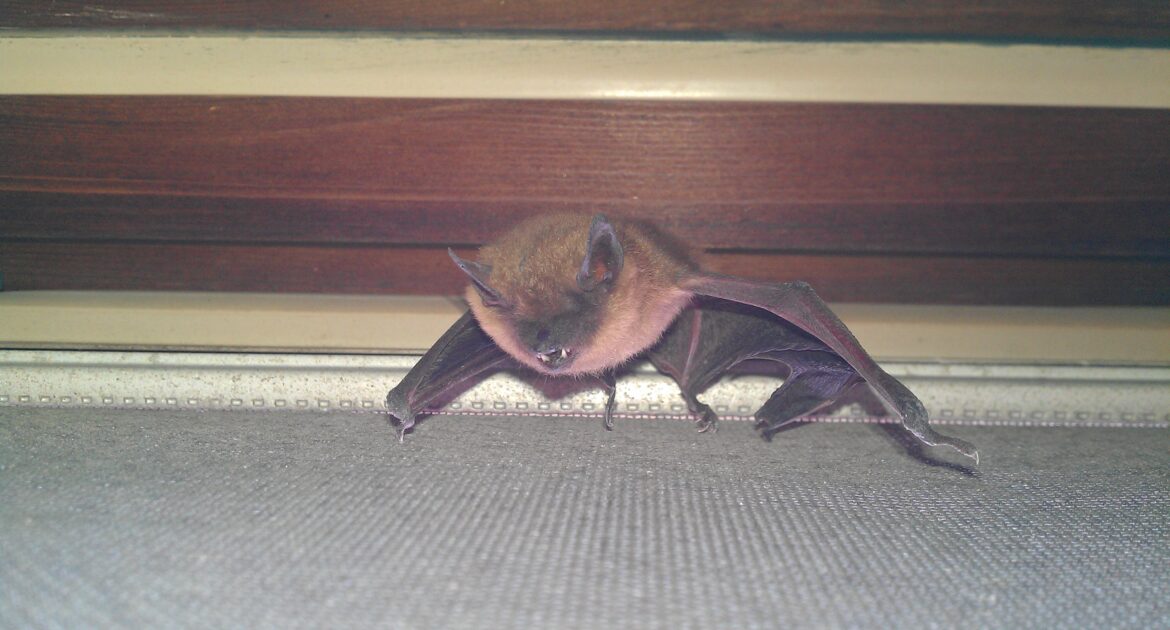 Bat Removal Milwaukee