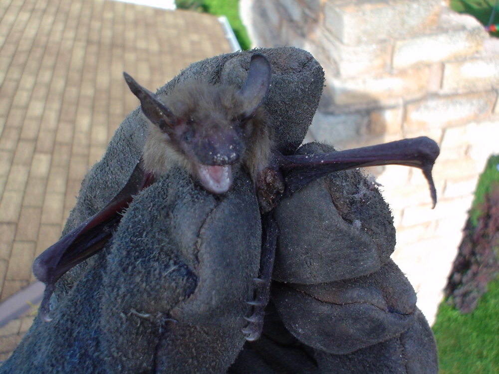 Bat Removal North York