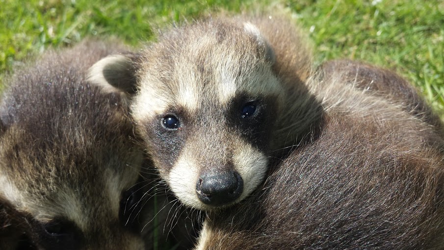 Raccoon Control Bowmanville