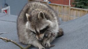 Raccoon Control Bowmanville