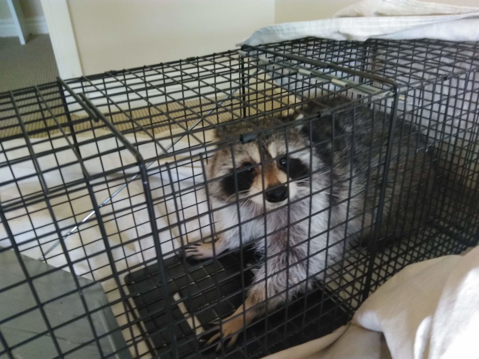 What to Do if Wildlife Get Inside Through Pet Doors?