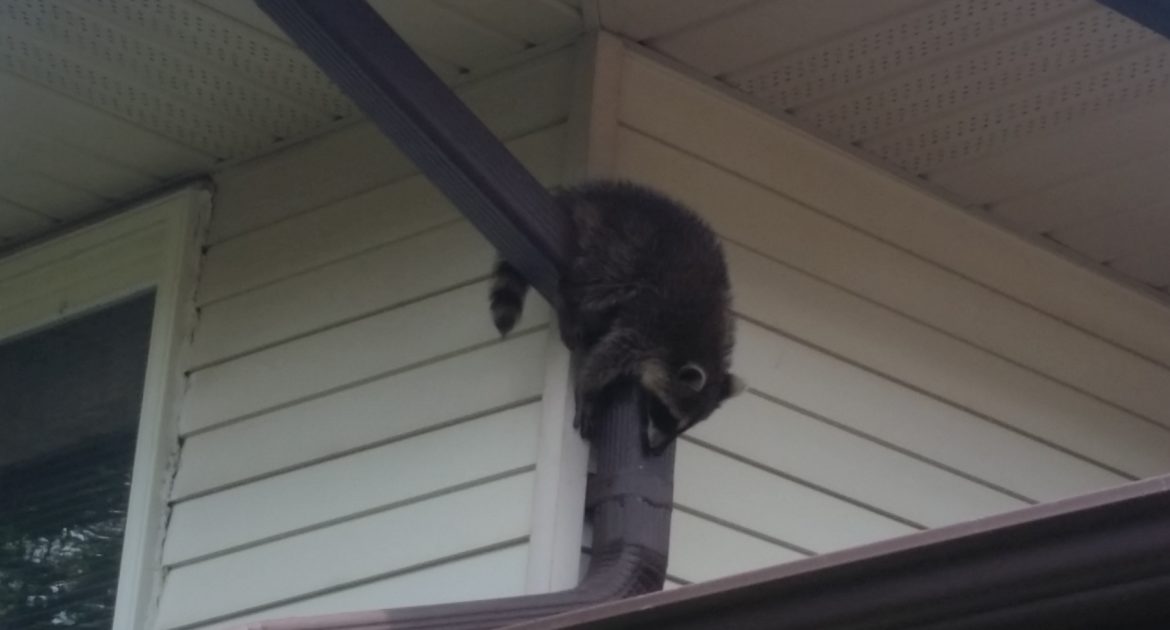 Why are Raccoons So Great at Climbing