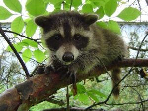 Raccoon Removal Milwaukee