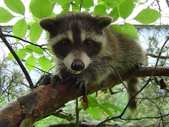 Raccoon Removal