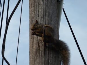 Squirrel Control Oshawa