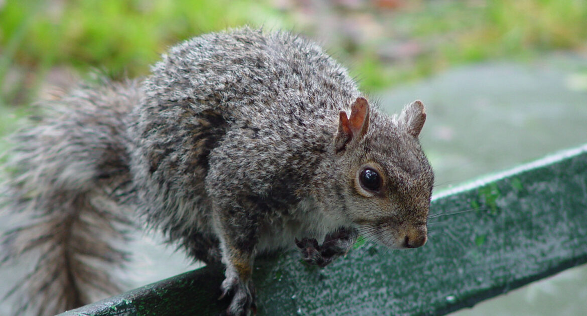 Squirrel Removal Oshawa