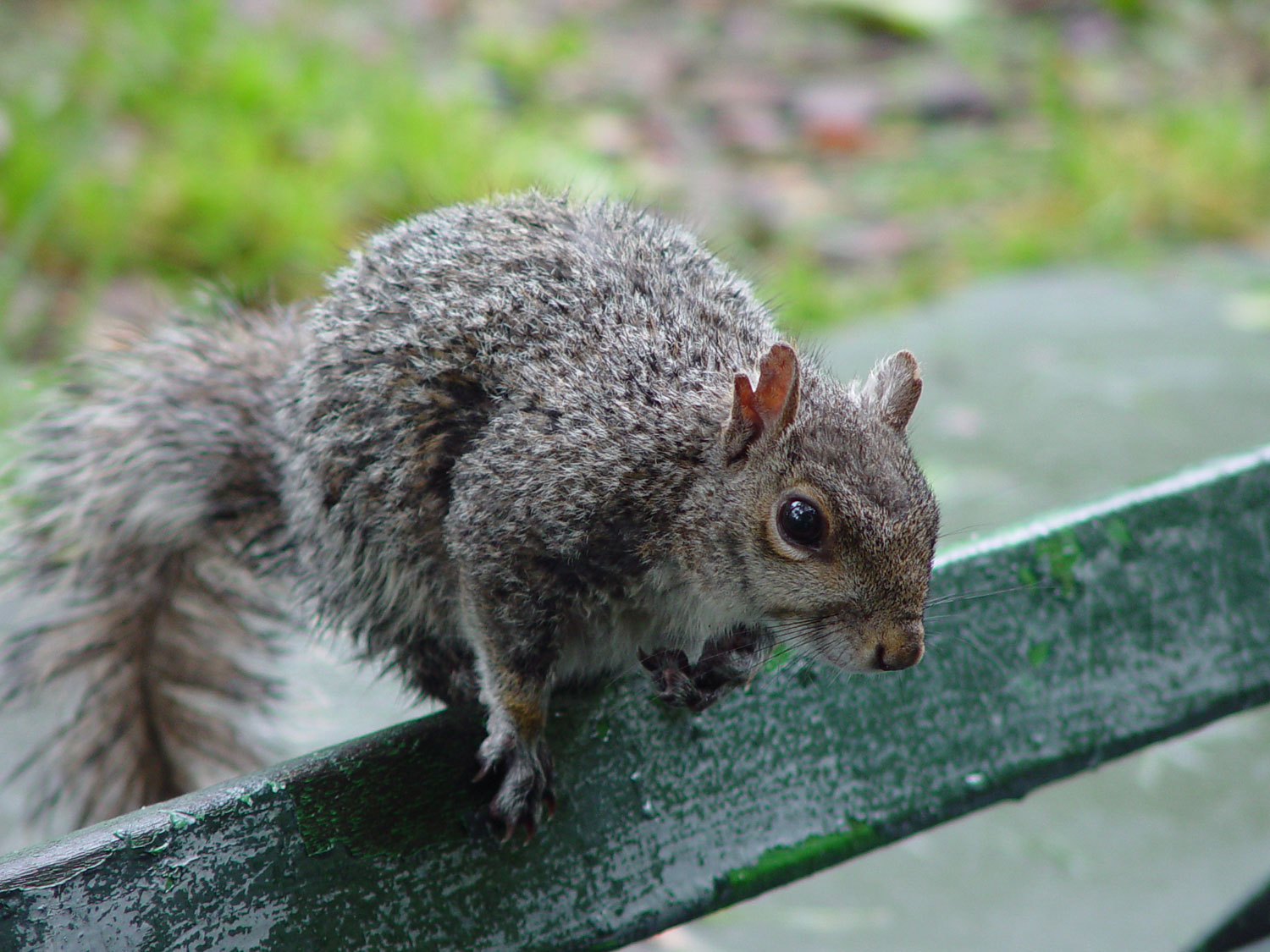 Squirrel Removal Oshawa