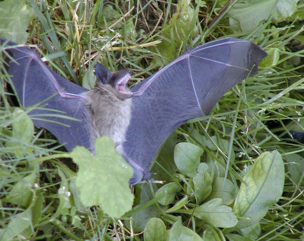 Bat Control Whitby