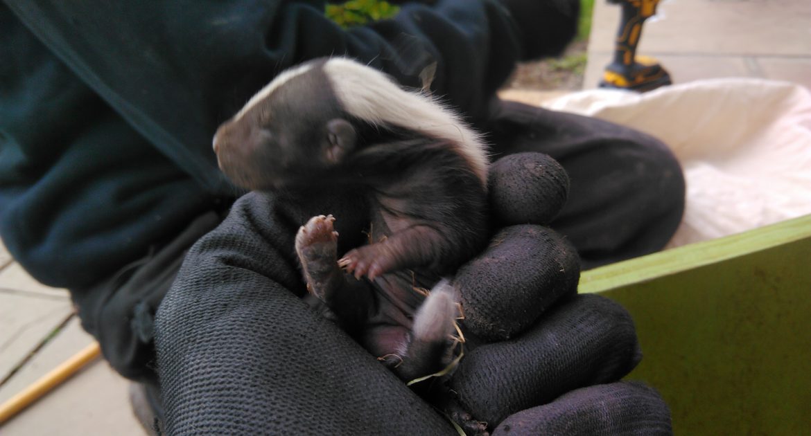 How Long Does a Skunk Live?