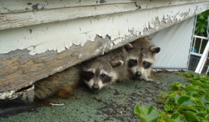 do raccoons growl