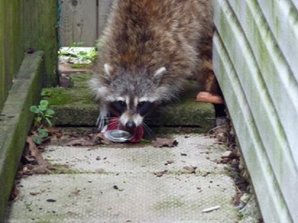 What happens if you quit feeding raccoons