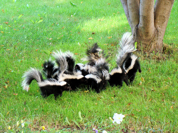 Skunk Control Milwaukee