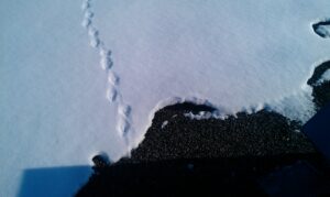 Raccoon Control Bowmanville