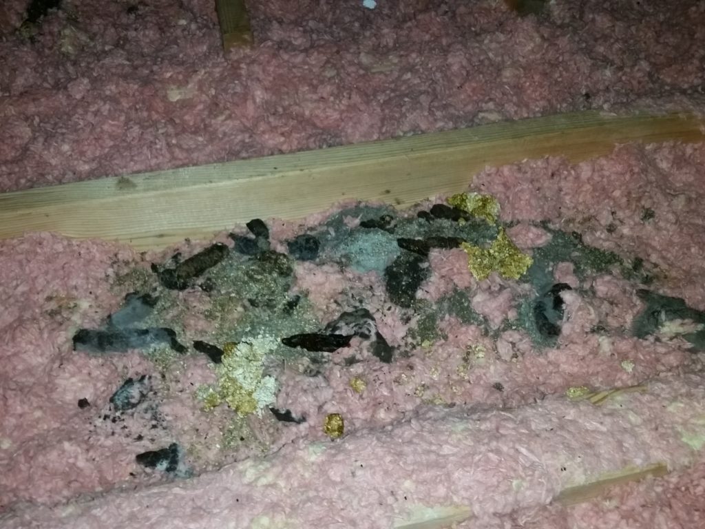 Tips to Help You Identify a Raccoon Track.