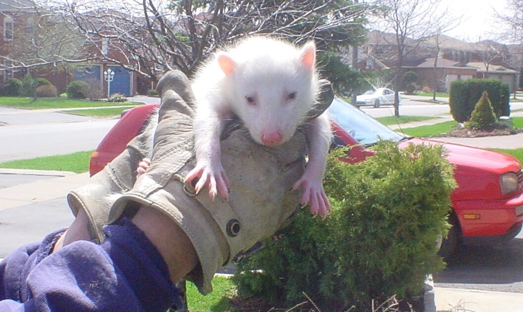 Albino Raccoon Removal