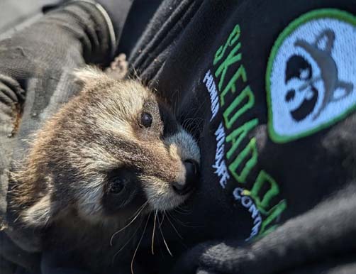 Baby raccoon after removal