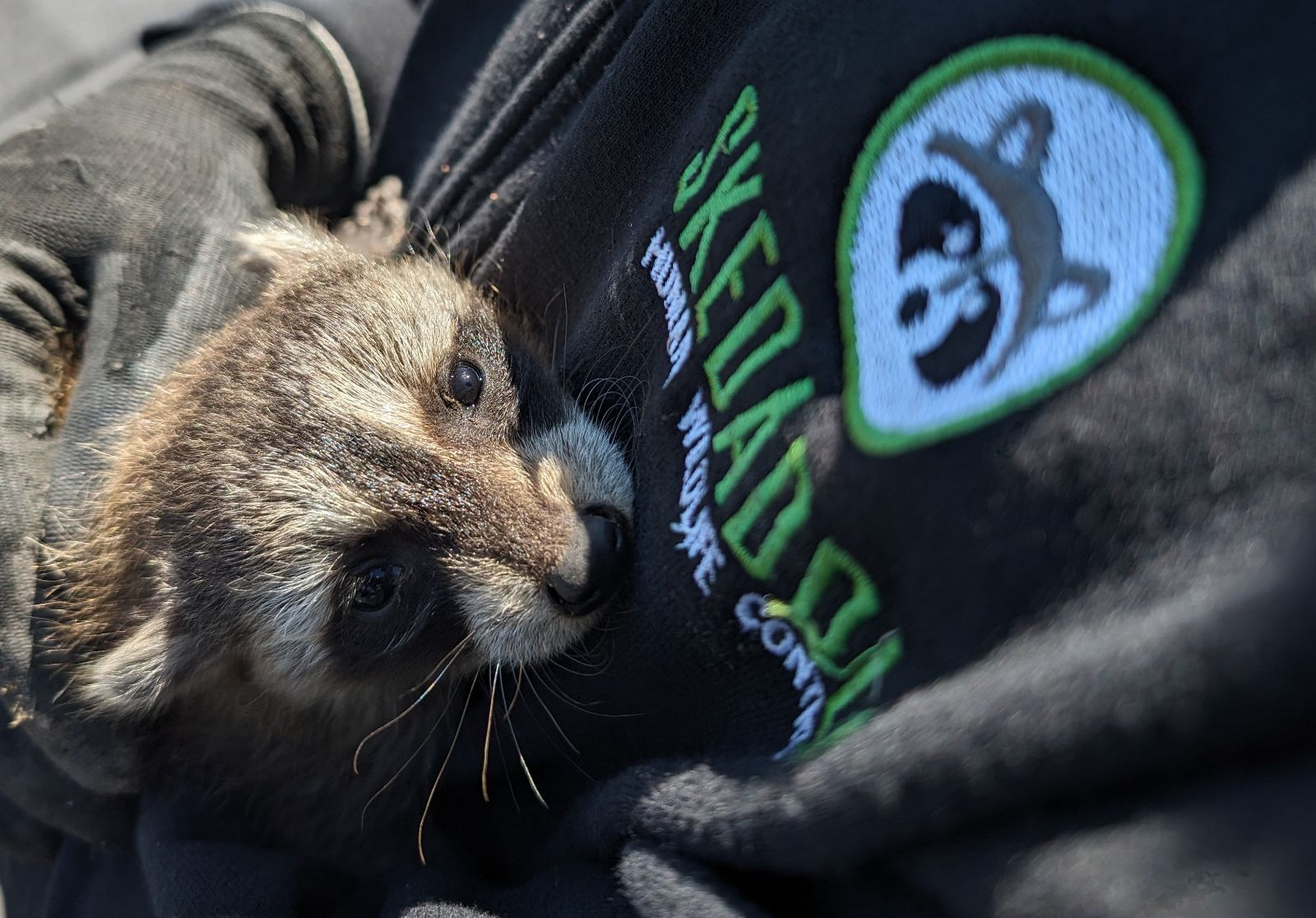 Baby raccoon face and Skedaddle logo on sweater Toronto Skedaddle Humane Wildlife Control April,2024