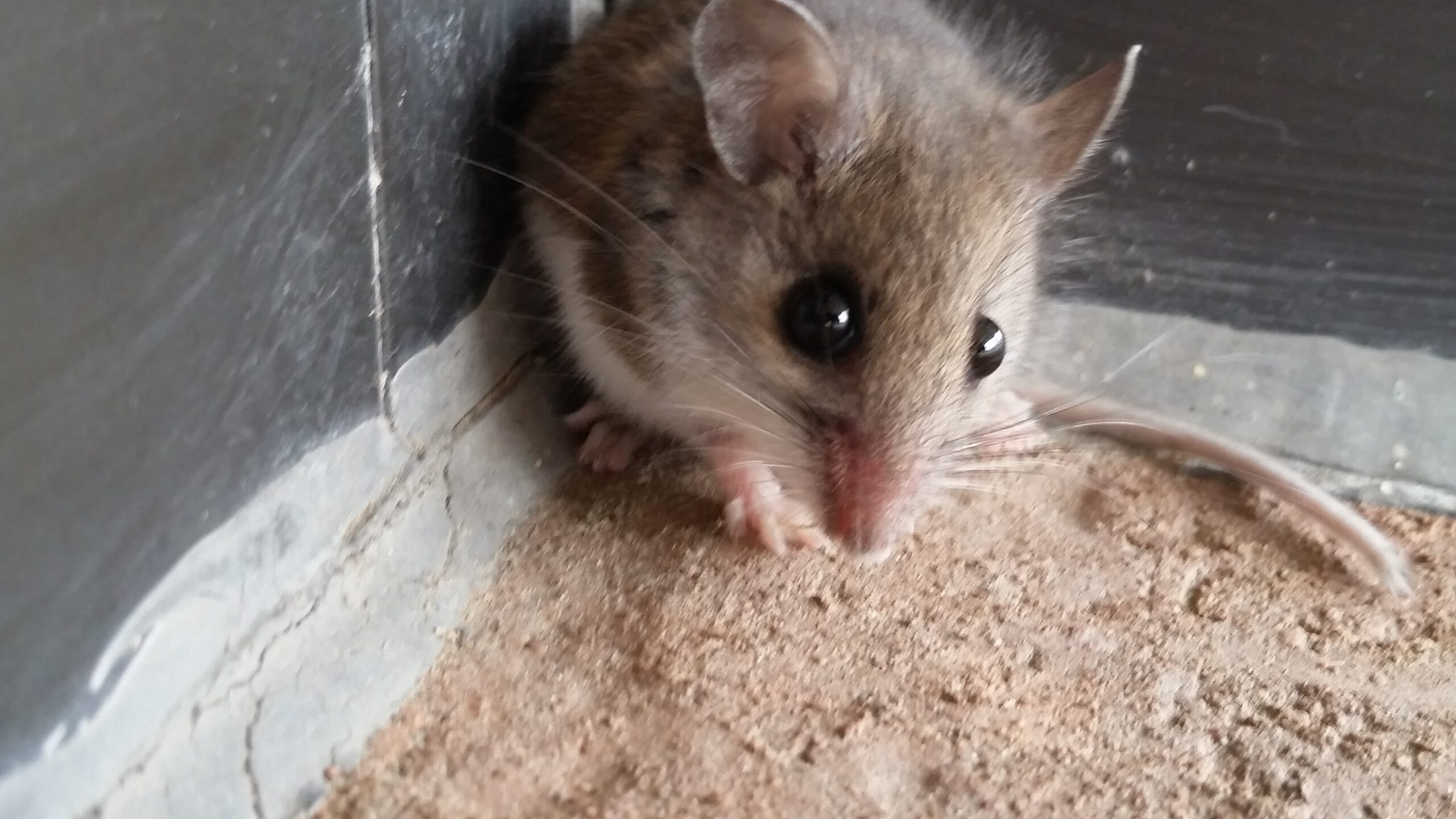 Can You Have Mice and Rats at the Same Time? Can You Have Mice and Rats at the Same Time?