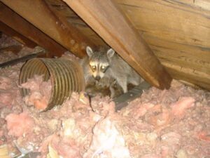 Raccoon Removal Pickering