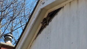 Raccoon Removal