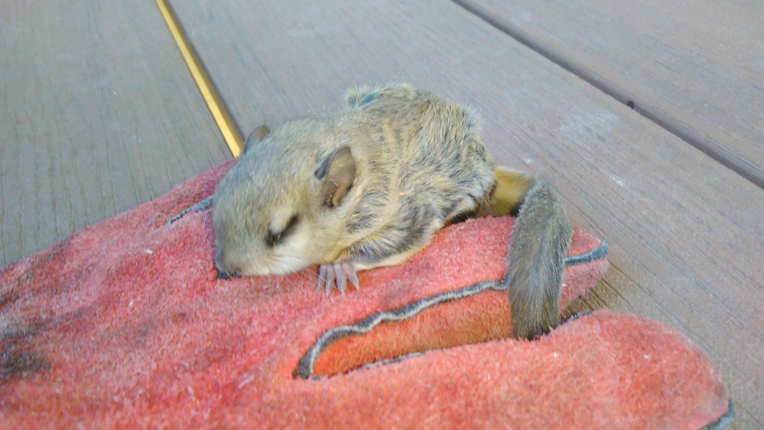 Flying Squirrel in the Attic - Humane Removal of Flying Squirrels