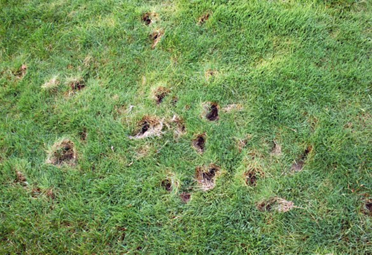 How Big Is a Skunk Hole? How Big Is a Skunk Hole?