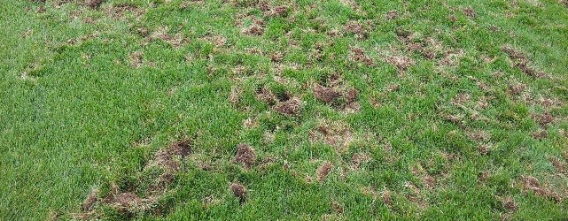 Tips to Recognize that a Hole is Made By a Skunk