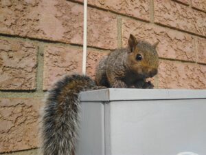 Squirrel Removal Milwaukee