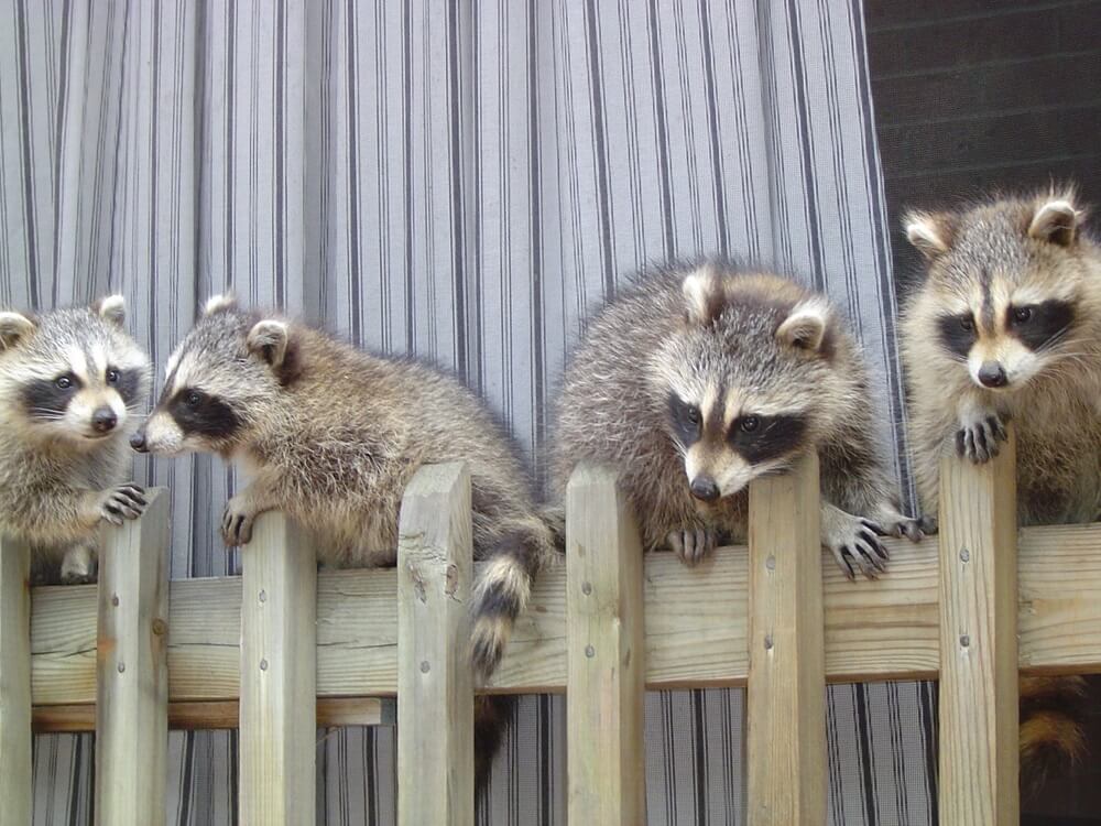 Racoon Babies