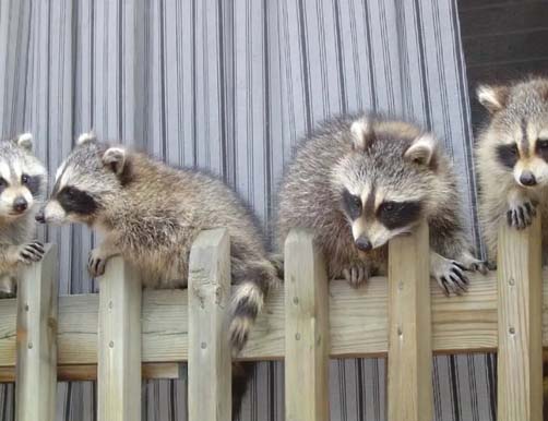 Skedaddle humane wildlife control - Raccoon Babies