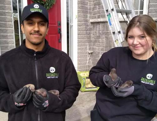 Skedaddle humane wildlife control Toronto holding Raccoon Babies