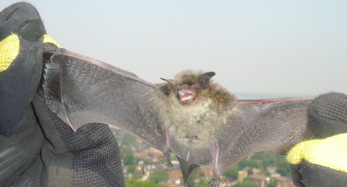 Bat Removal Oshawa