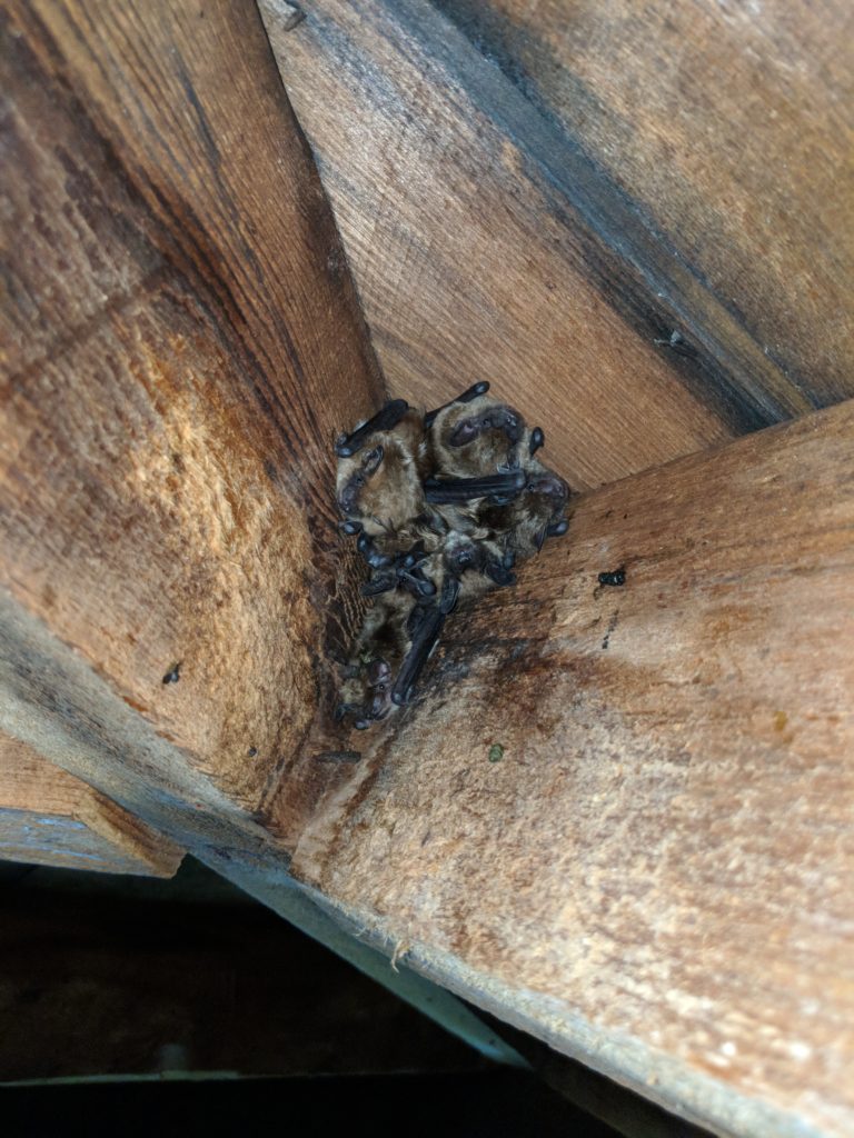 What are Bats Doing this Summer?