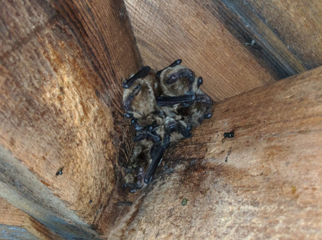 Bat Control Oshawa