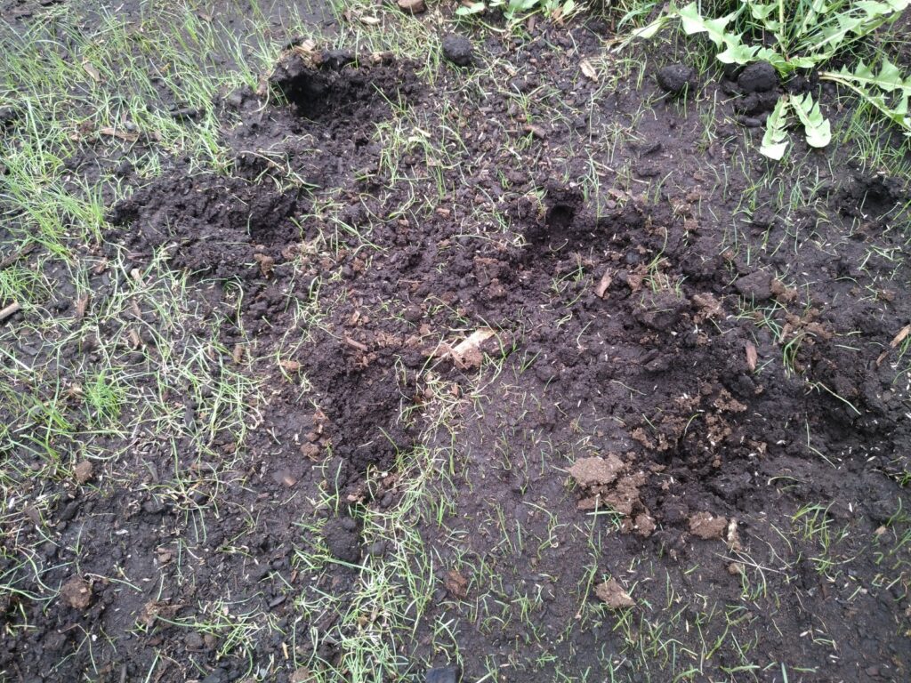 Why Are Skunks Digging Up My Yard Skedaddle Humane Wildlife Control