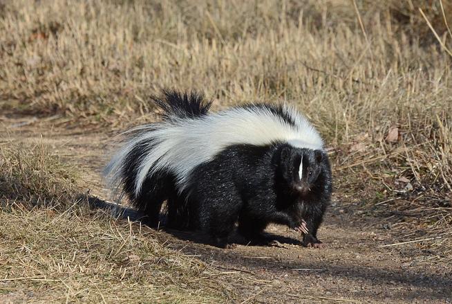 are skunks attracted to dog poop