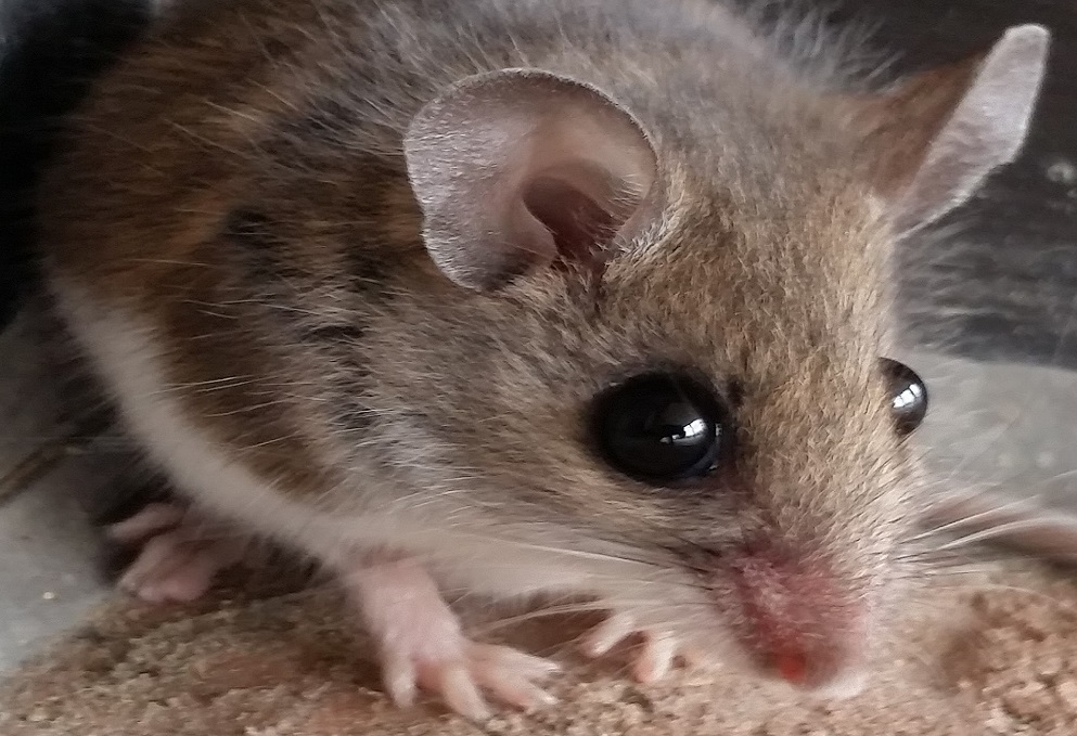 Mice Removal