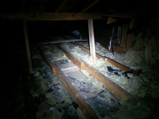 Should You Be Afraid of Those Squirrels in the Attic?