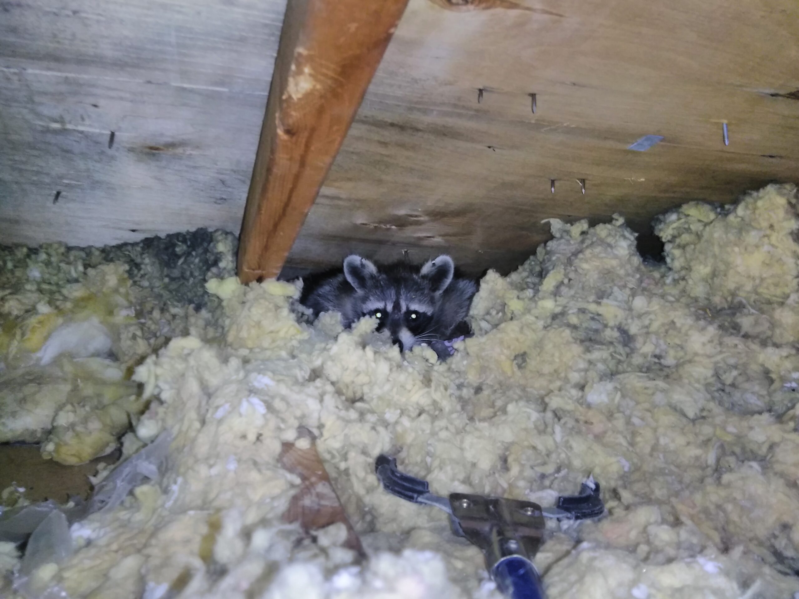 Wildlife Control Milwaukee