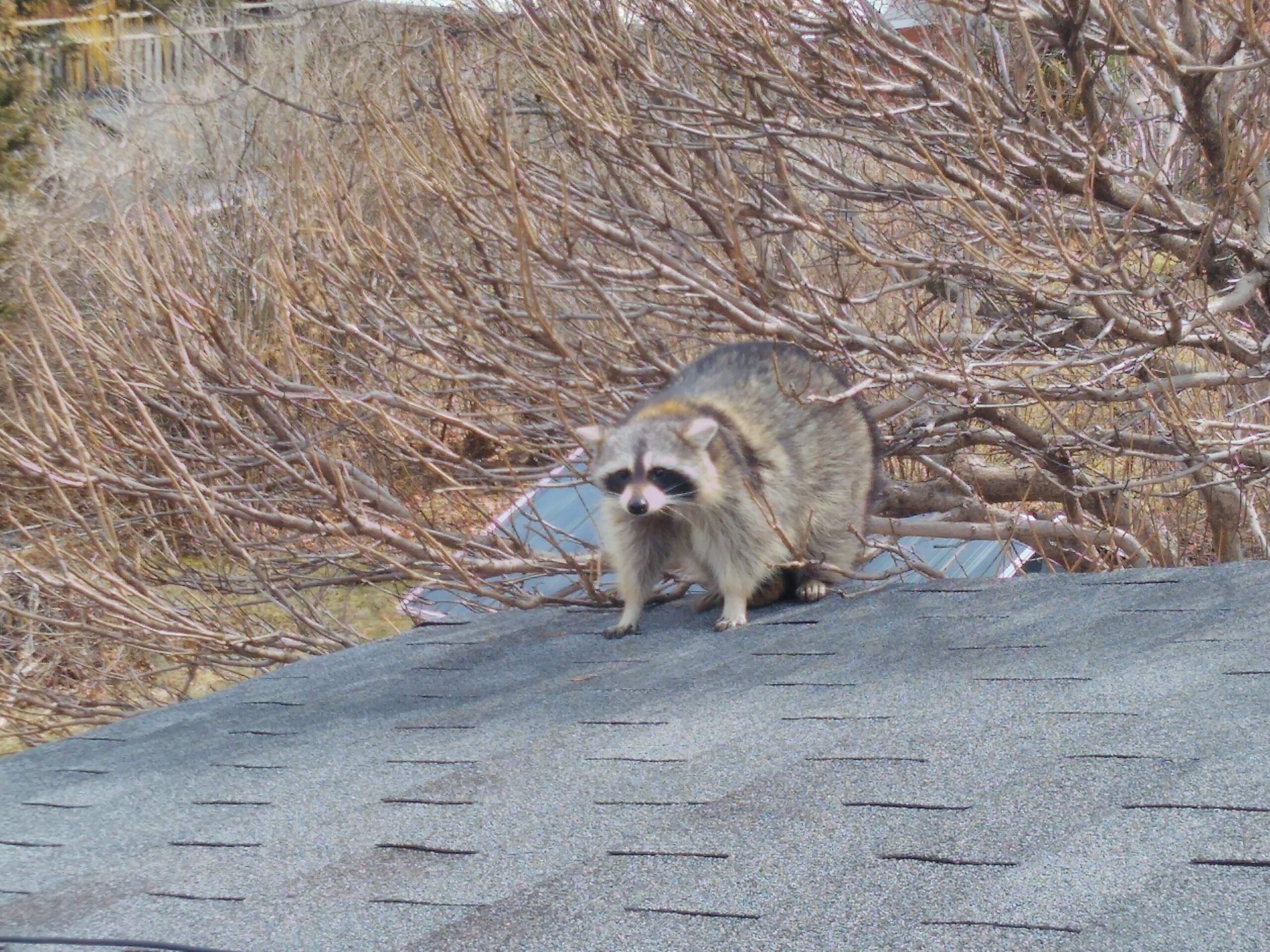 What Raccoons Do During the Day