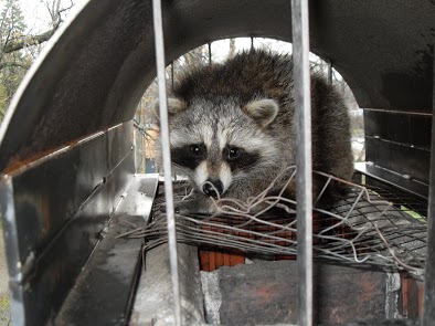 Humane Wildlife Removal:Where Do Raccoons Go During the Day?