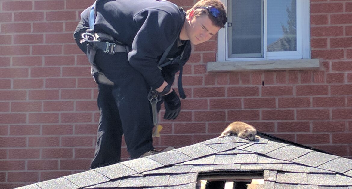 skedaddle humane wildlife control hamilton skedaddle humane wildlife control hamilton