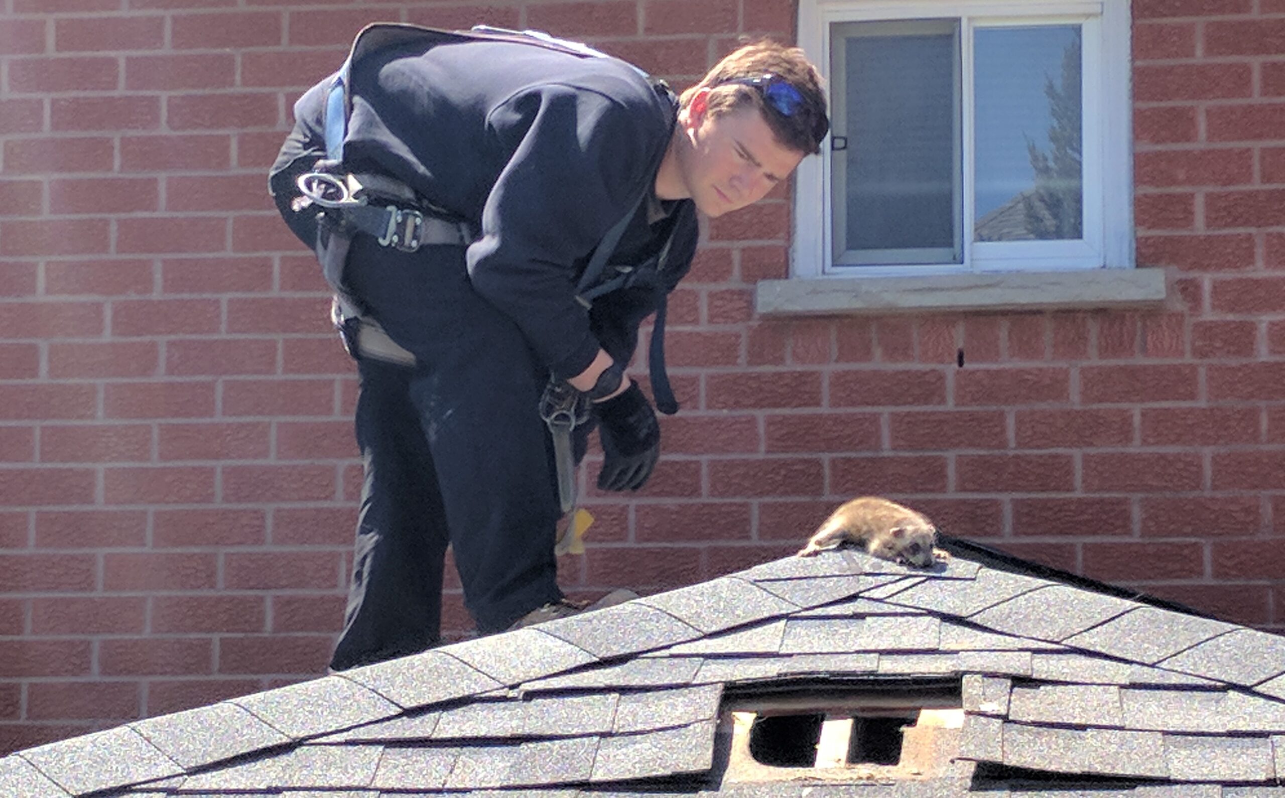 Raccoon Removal Hamilton