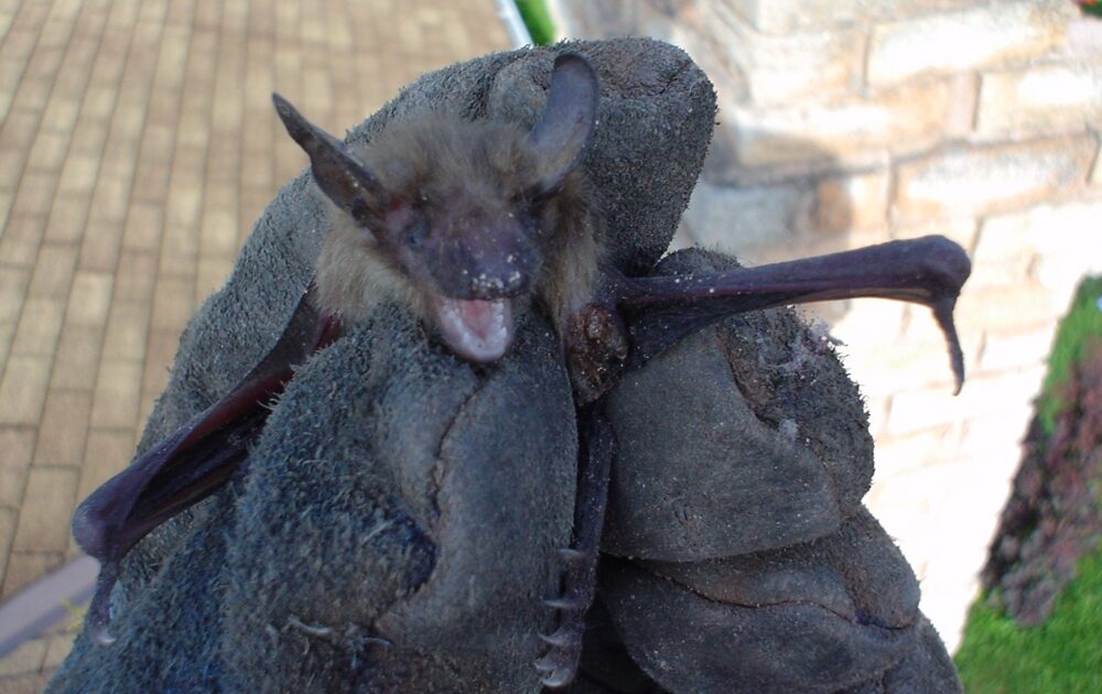 Bat Removal Coquitlam