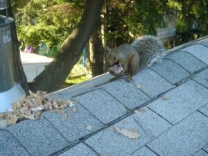 Squirrel Control Milwaukee