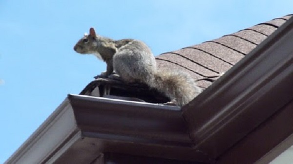 Squirrel Removal Milwaukee